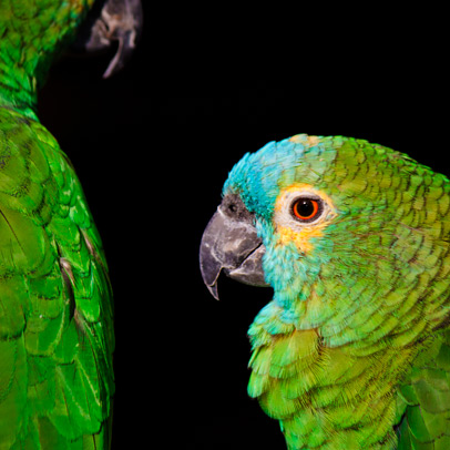 turquoise fronted parrot thumbnail