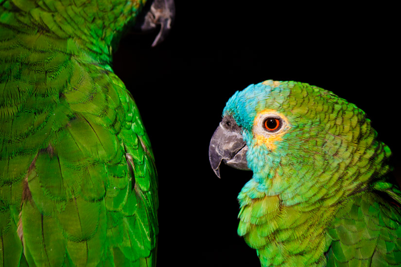 perroquet à fronton turquoise